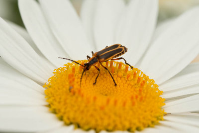 _MG_3517.jpg