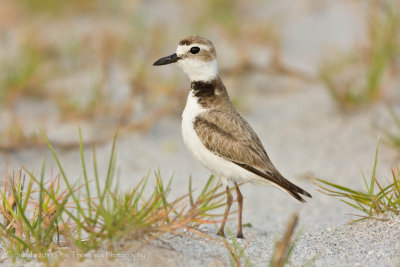 Wilson's Plover