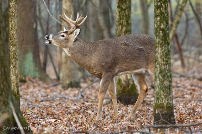 Whitetail Deer - Bucks