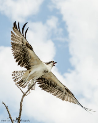 Birds/Waterfowl