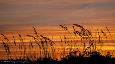 Scenics