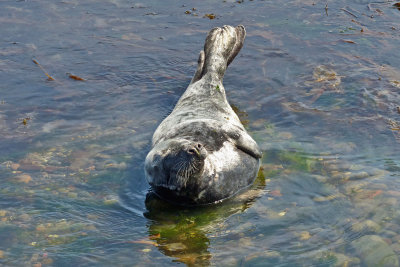 Grey seal