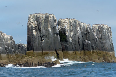 Birds nesting on cliffs