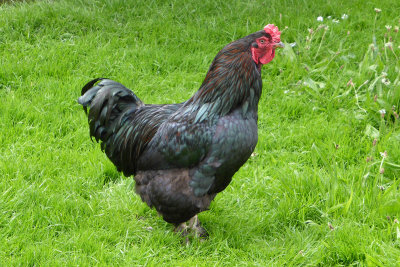 Old breed of chicken