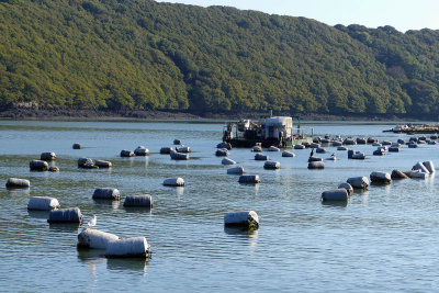 253 Mussel farm