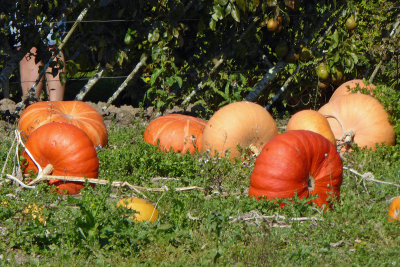 516 Pumpkins in vegetable garden