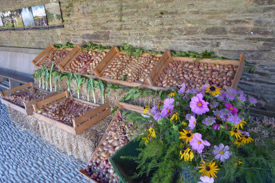 521 Flowers and onions