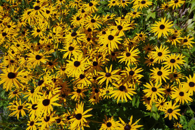 523 Flowers in garden