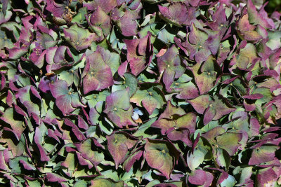 536 Hydrangea