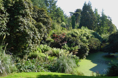 533 Jungle garden