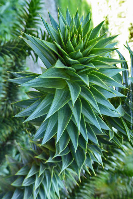 532 Tropical tree