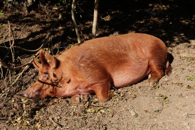 272 Tamworth pig sleeping