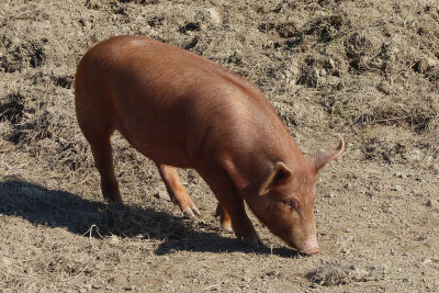 267 Tamworth piglet