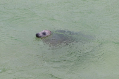 314 Seal in St Ives harbour