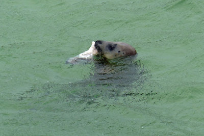 307 Seal eating fish