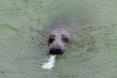 312 Seal eating fish