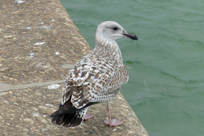 313 Juvenile seagull