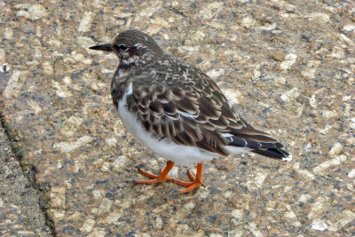 569 Turnstone