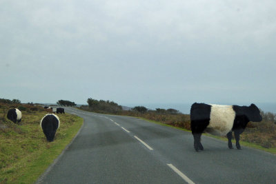 571 Cattle on road