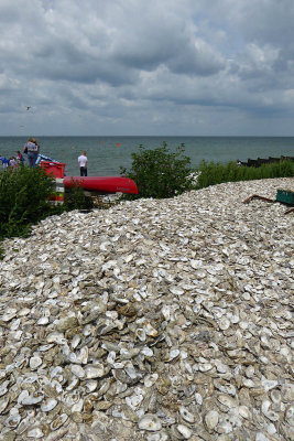 Cleaned oyster shells on Whitstable beach