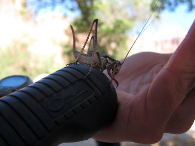 Our friendly campground grasshopper
