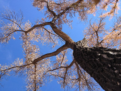 The cottonwoods have lost their leaves