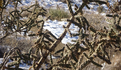 With cactus in their way,