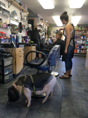First stop in AK: Simon gets a haircut (with pig)