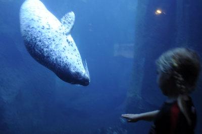 Annie makes friends with a harbor seal