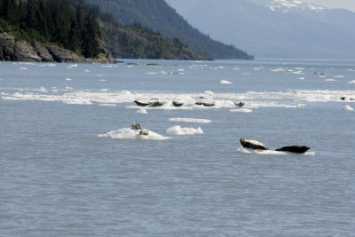 Seals sunbathing on icebergs
