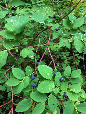 Blueberries are ripe