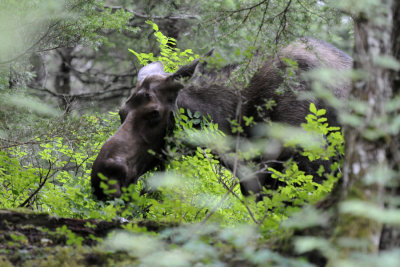 Moose spots Matt