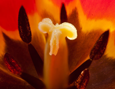 tulip-closeupwb.jpg