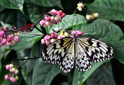 Papillons en libert 2014