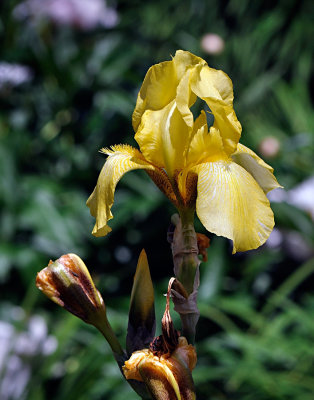 Iris barbus