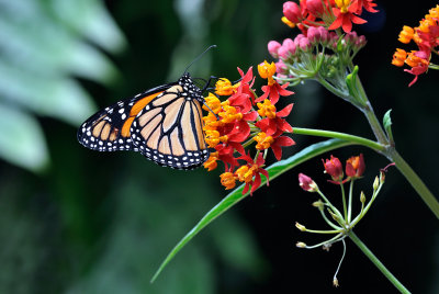 Papillons en libert 2015