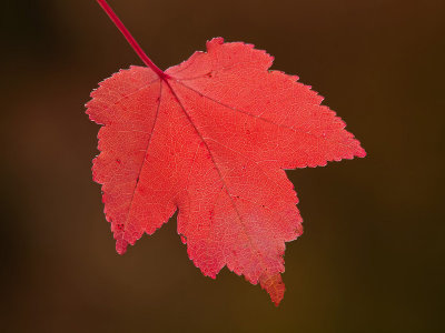 Autumn connection _ by Dennis