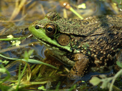 It's easy being green! - Brenda