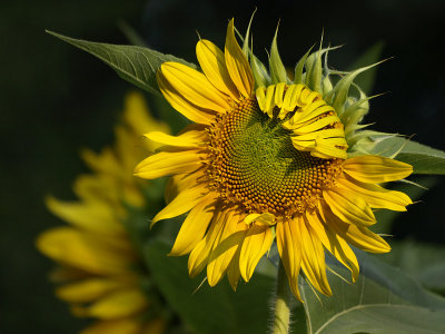 Summer means sunflowers - aja2