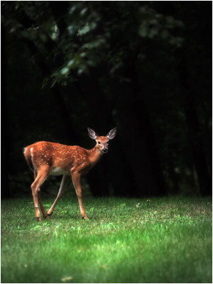 Little Fawns Growing Up-Shirley