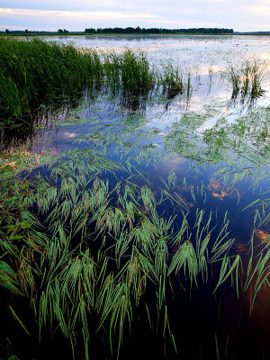1st place, C212, A glimpse of summer: Lake Grass-Shirley