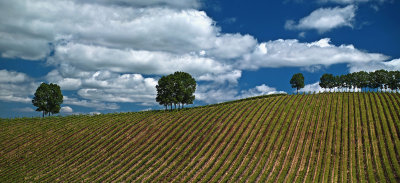 Vineyard panorama _ by Dennis