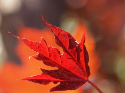 Maple leaf - FNG
