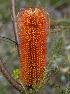 Banksia cone with florets opening