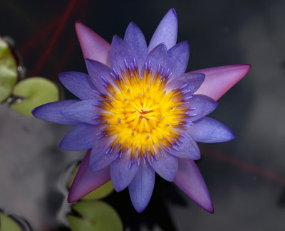 Another one?? :-D (aka Stunning Water Lily) - aja2