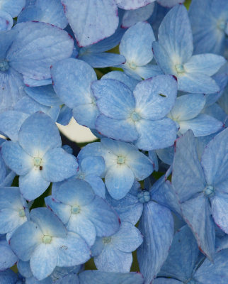 blue hydrangea - brenda