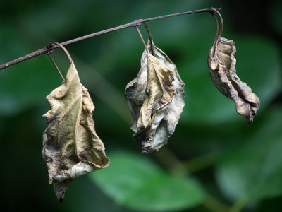 From Fresh to Wrinkly-Shirley