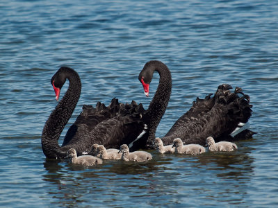 Proud Parents _ by Dennis