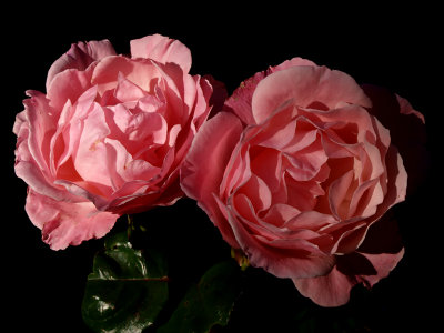 pink-petaled pair - brenda