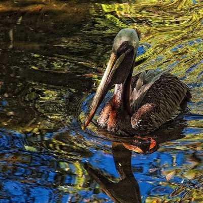 Pelican - kleivis